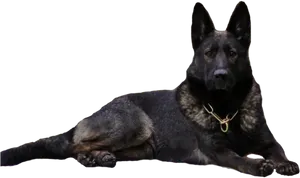 Alert German Shepherd Dog PNG Image