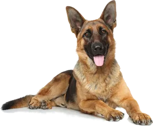 Alert German Shepherd Dog Lying Down.png PNG Image