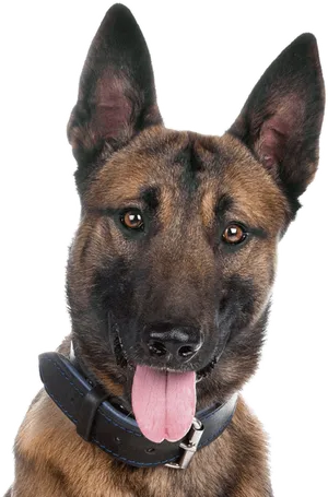 Alert German Shepherd Portrait PNG Image