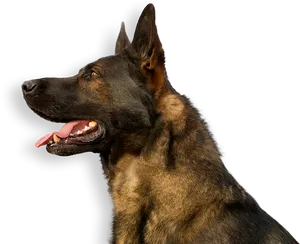 Alert German Shepherd Profile PNG Image