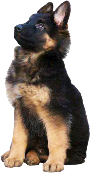 Alert German Shepherd Puppy PNG Image