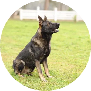 Alert German Shepherd Sitting Grass PNG Image