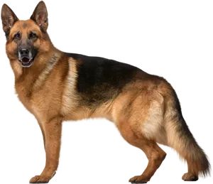 Alert German Shepherd Standing PNG Image