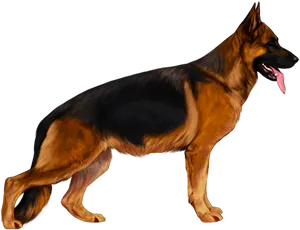 Alert German Shepherd Standing PNG Image