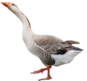 Alert Goose Standing Transparent Background.png PNG Image