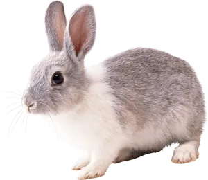 Alert Grey Rabbit Isolated.png PNG Image