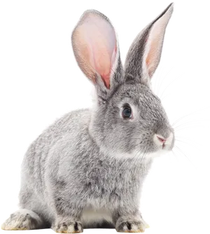 Alert Grey Rabbit Portrait PNG Image