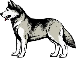 Alert Husky Dog Illustration PNG Image