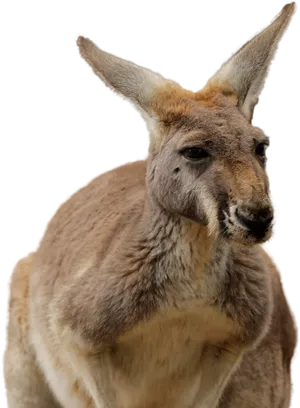 Alert Kangaroo Portrait PNG Image