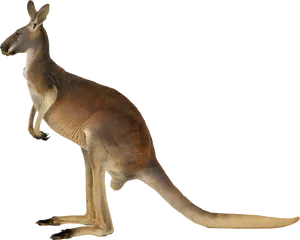 Alert Kangaroo Standing Transparent Background PNG Image