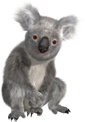 Alert Koala Portrait PNG Image