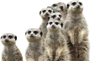 Alert Meerkat Gathering.jpg PNG Image