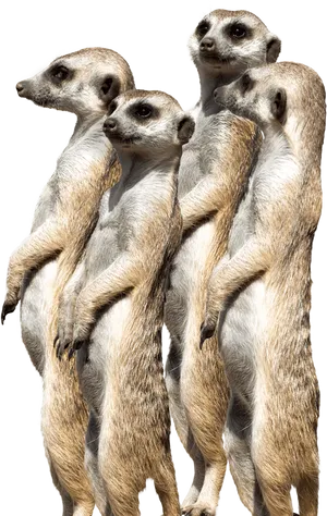 Alert Meerkat Gathering.jpg PNG Image