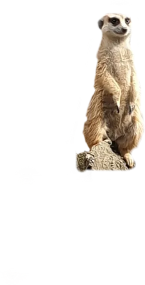 Alert Meerkat Standing Watch PNG Image