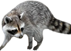 Alert Raccoonon Transparent Background PNG Image