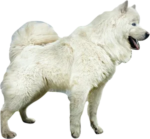 Alert Samoyed Dog Standing PNG Image