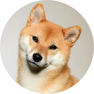 Alert Shiba Inu Portrait PNG Image