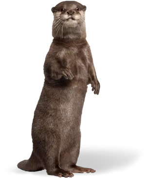 Alert Standing Otter PNG Image