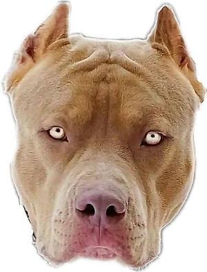 Alert Tan Pitbull Portrait PNG Image