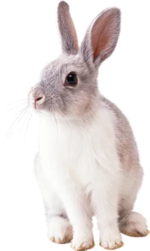 Alert White Rabbit Black Background.jpg PNG Image