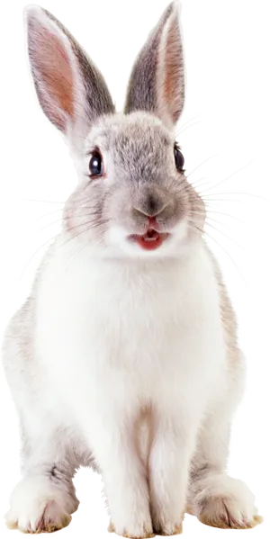 Alert White Rabbit Portrait PNG Image