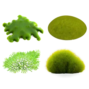 Algae Texture Background Png Saa PNG Image