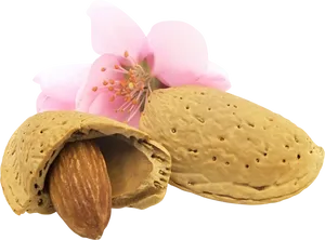 Almond Nutand Blossom PNG Image