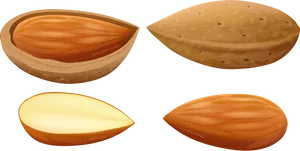 Almond Stages Illustration PNG Image