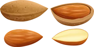 Almond Stages Illustration PNG Image