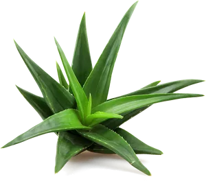 Aloe Vera Plant P N G Image PNG Image