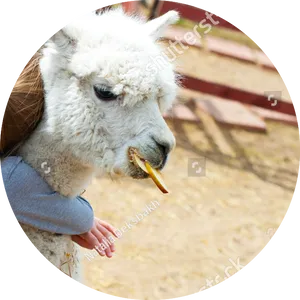 Alpaca Eating Treat PNG Image