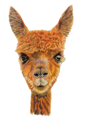 Alpaca Portrait Artwork PNG Image