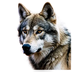 Alpha Wolf Portrait Png Qya93 PNG Image