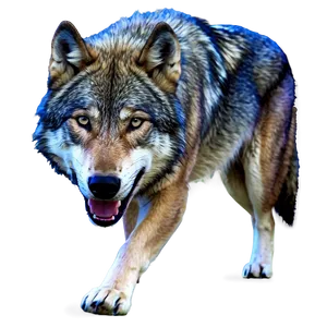 Alpha Wolf With Pack Png 44 PNG Image