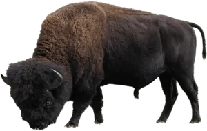 American Bison Side View PNG Image