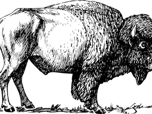 American Bison Silhouette PNG Image