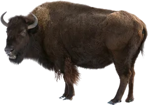 American Bison Standing Transparent Background PNG Image