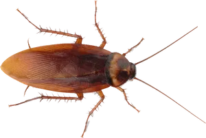 American Cockroach Top View PNG Image