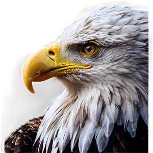 American Eagle Close-up Png Cjg PNG Image