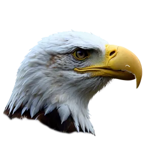 American Eagle Portrait Png Vvt PNG Image