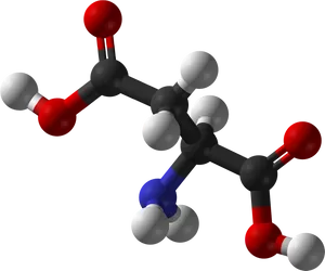 Amino Acid Molecule3 D Model PNG Image