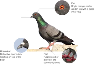 Anatomical Featuresof Pigeon PNG Image