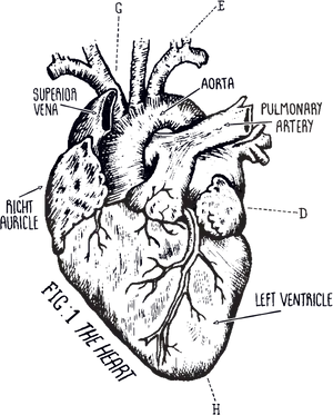 Anatomical Heart Diagram Tattoo Design PNG Image