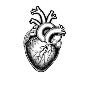 Anatomical Heart Line Art Png Dxx58 PNG Image