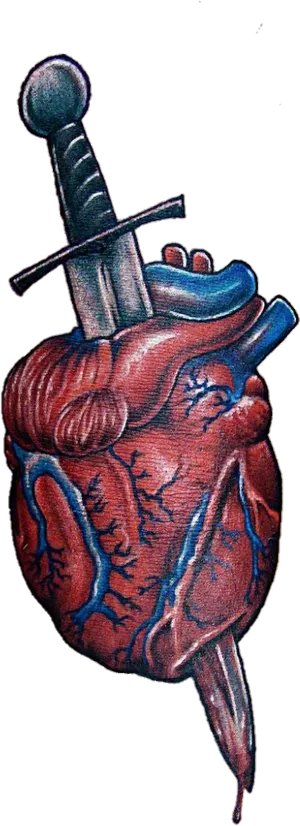 Anatomical Heartwith Sword Tattoo PNG Image