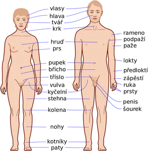 Anatomical Labelsin Czech Language PNG Image