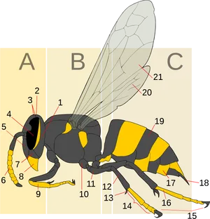 Anatomical_ Wasp_ Diagram PNG Image