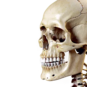 Anatomy Of A Human Skeleton Png Oil98 PNG Image