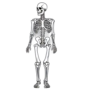 Anatomy Of A Human Skeleton Png Wey66 PNG Image