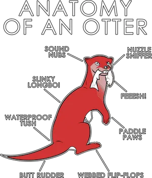 Anatomyofan Otter Illustration PNG Image